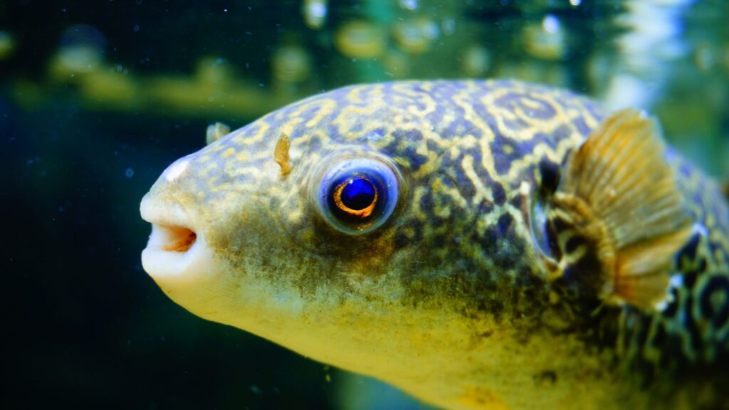 Dwarf Puffer Fish