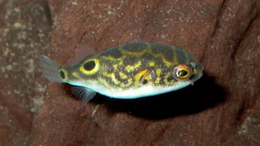 Eyespot Puffer Fish