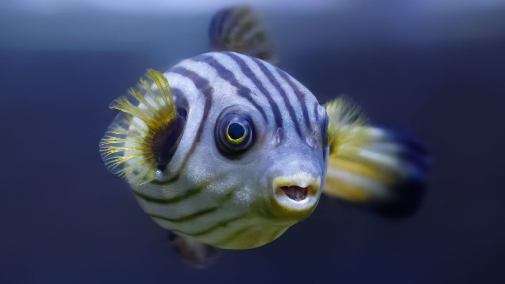 Fahaka Puffer Fish