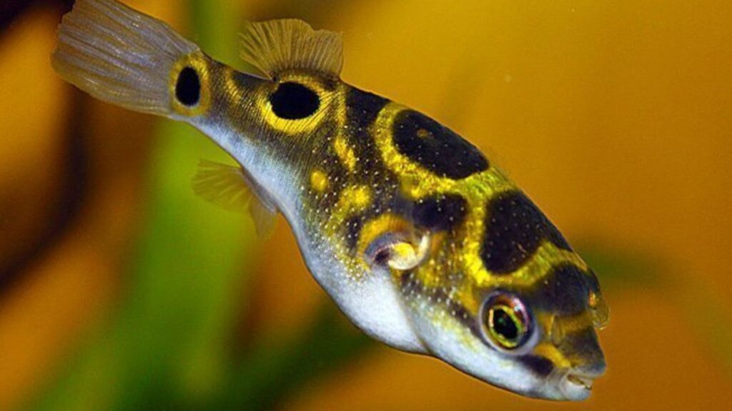 Green Puffer Fish