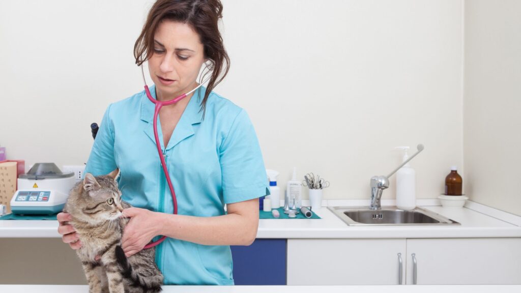 Cat Checkup 