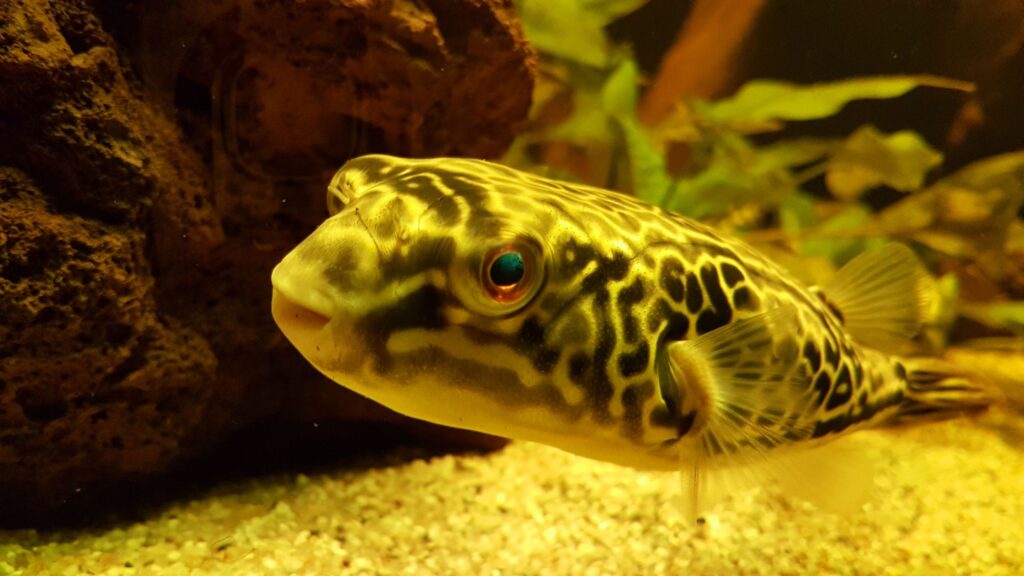 Golden Puffer Fish