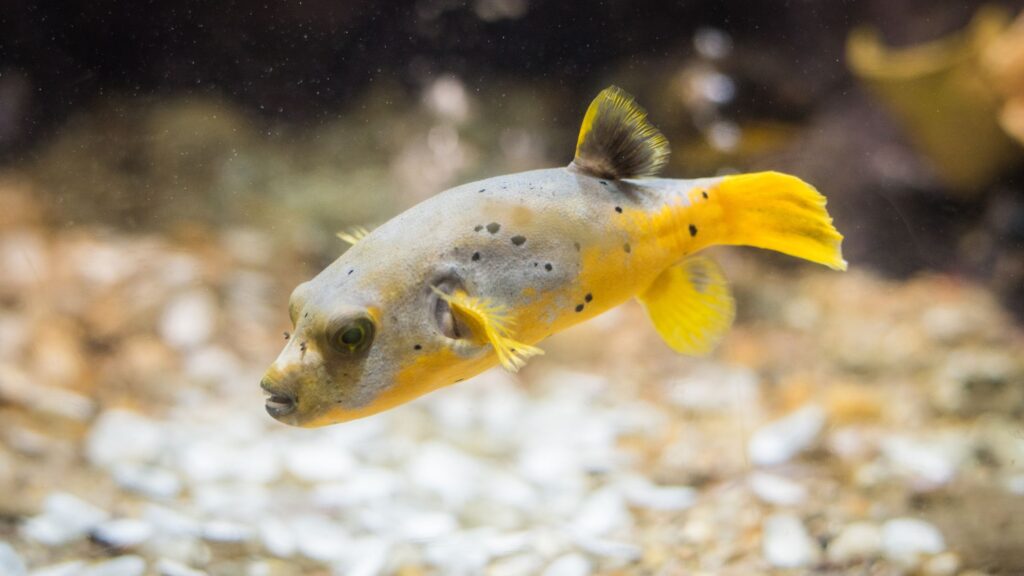 Green-Spotted Puffer Fish