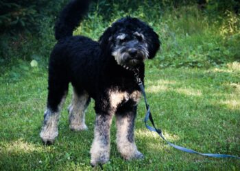How Big Does A Mini Bernedoodle Get