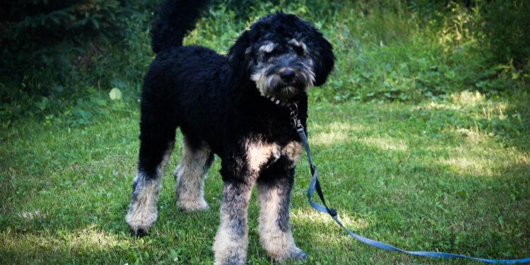 How Big Does A Mini Bernedoodle Get