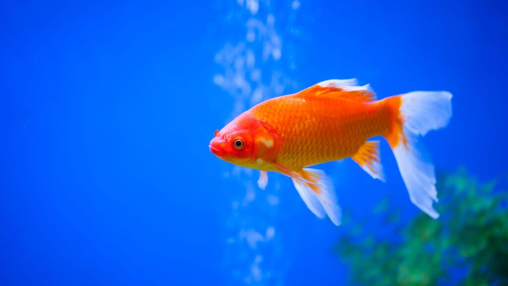 How Long Can Your Fish Live Without Food?