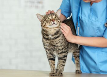 How Often Do You Take A Cat To The Vet