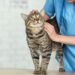 How Often Do You Take A Cat To The Vet