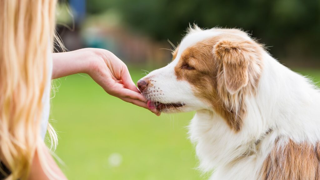 How to Treat Your Dog in Heat?