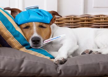 How to tell if the Dog has a fever without a thermometer