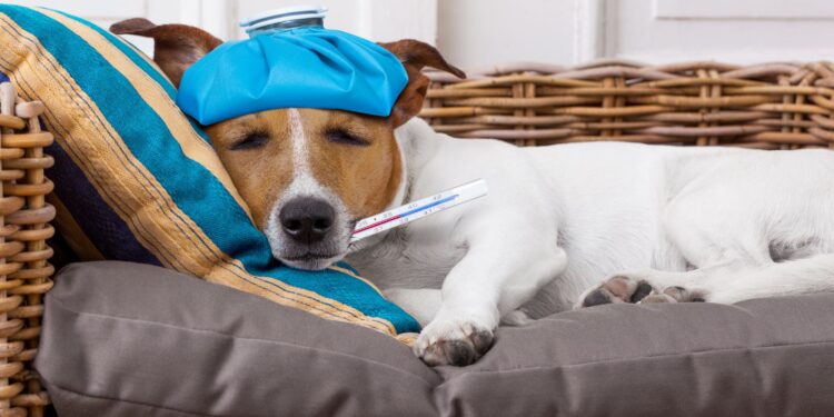 How to tell if the Dog has a fever without a thermometer