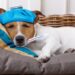 How to tell if the Dog has a fever without a thermometer