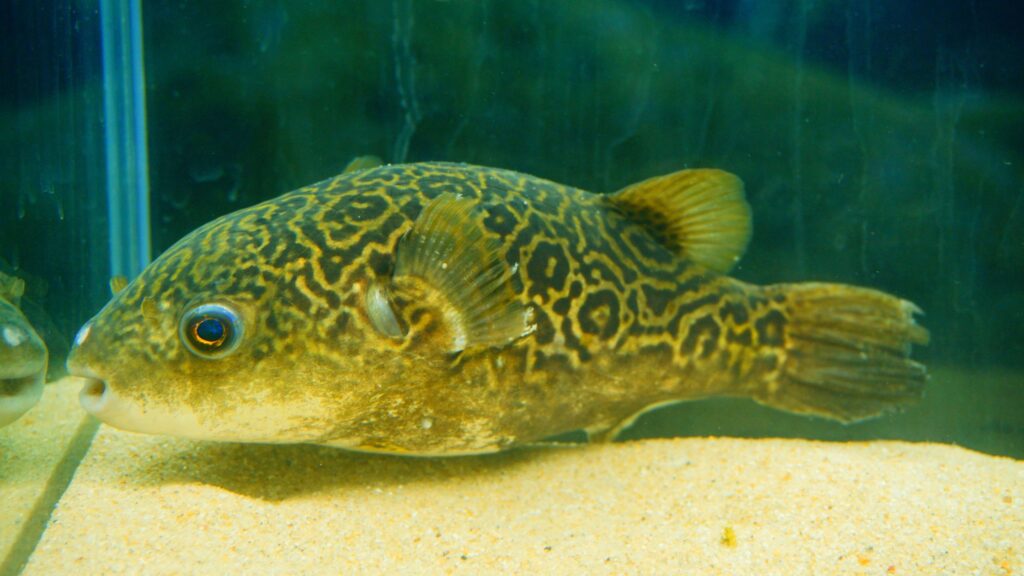 Imitator Puffer Fish