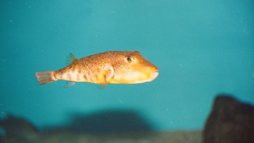 Northern Puffer Fish