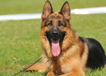 Old German Shepherd Dog