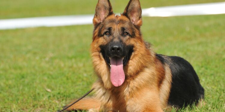 Old German Shepherd Dog