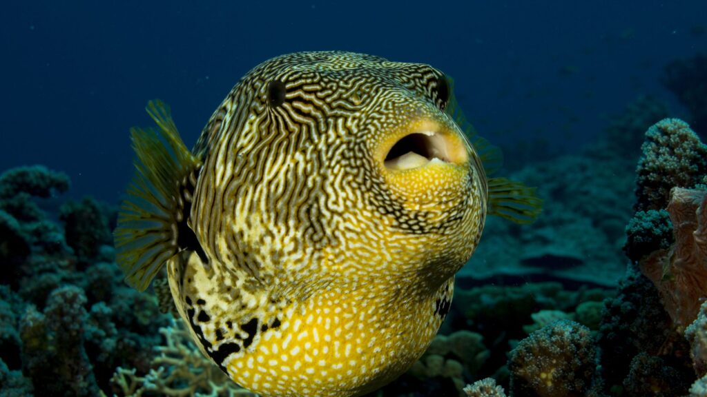 Pea Puffer Fish