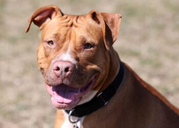 Pitbull mixed with Bullmastiff