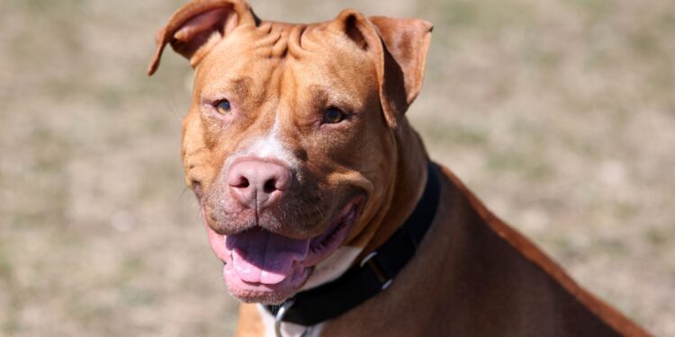 Pitbull mixed with Bullmastiff