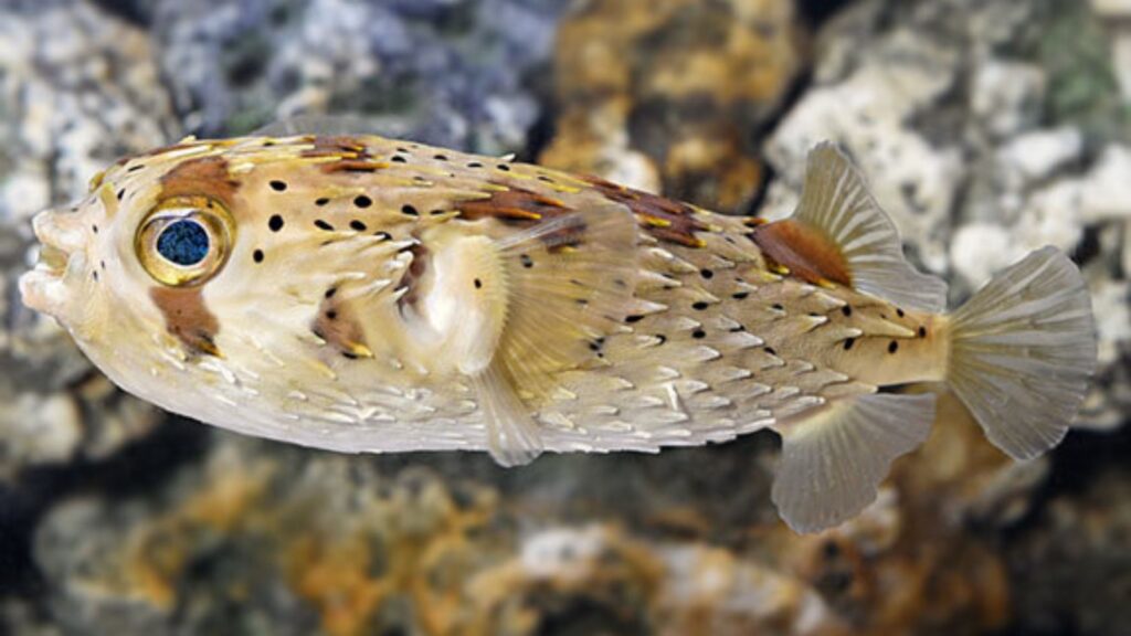 Porcupine Puffer Fish