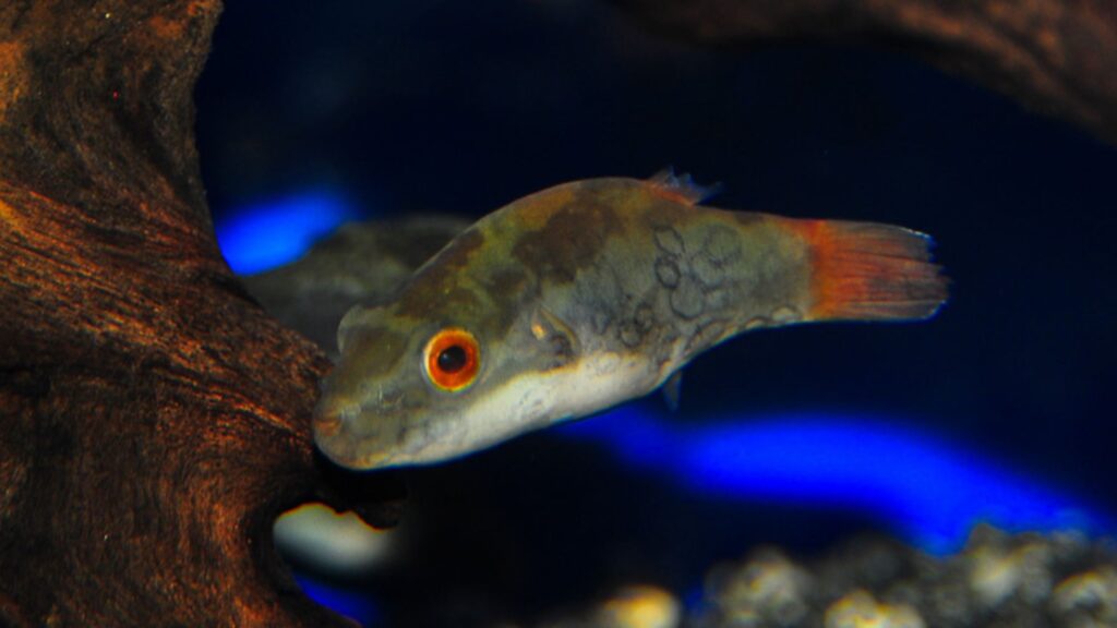 Red-Tailed Dwarf Puffer Fish