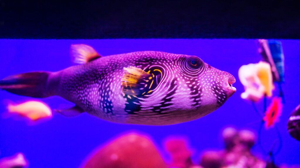 Red-eyed Puffer Fish