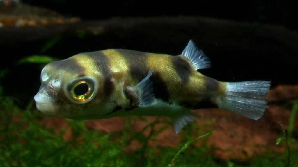 South American Puffer Fish