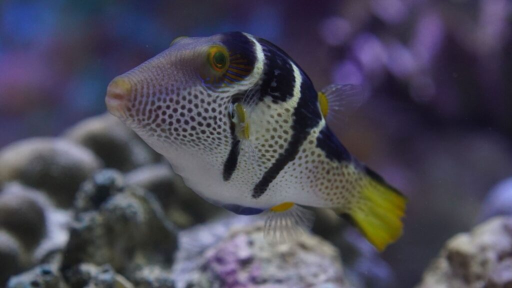 Valentin's Sharpnose Puffer Fish