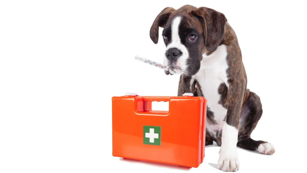 What Causes Fever in Dogs