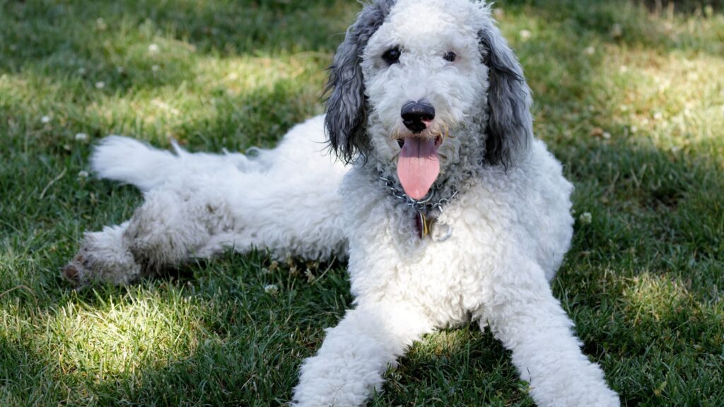 Mini Bernedoodle Dog