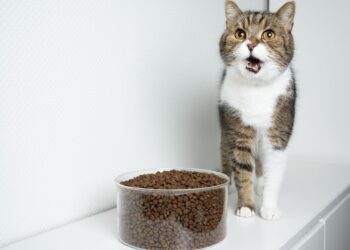 Why Is My Cat Throwing Up Undigested Food