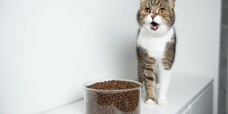 Why Is My Cat Throwing Up Undigested Food