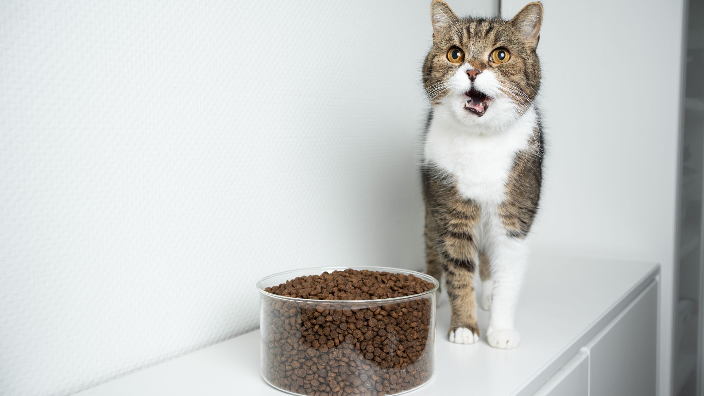 Why Is My Cat Throwing Up Undigested Food?Pet Guides Reviews