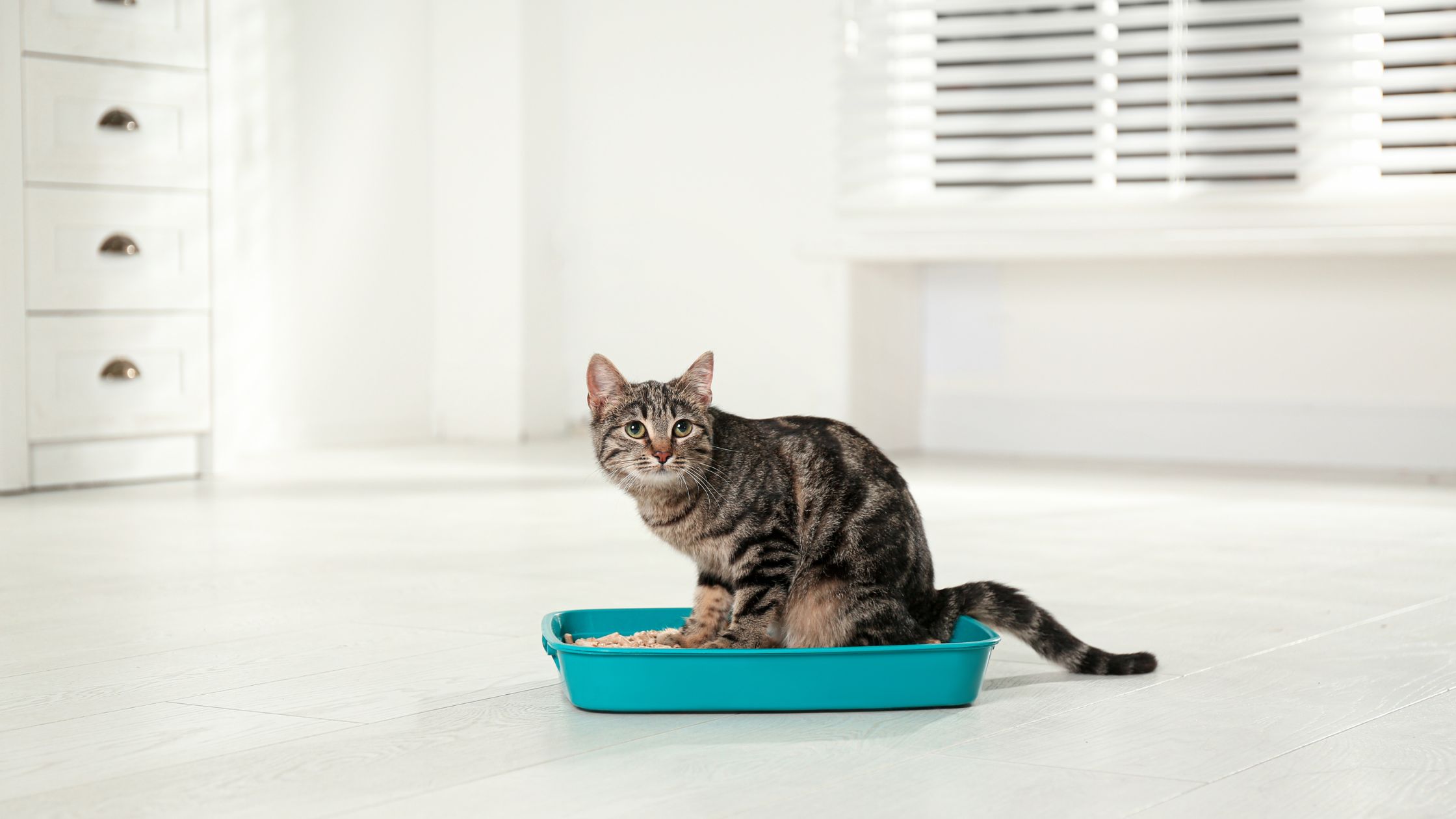 Cat Pooping Outside The Litter Box What Can You Do To Stop Them?