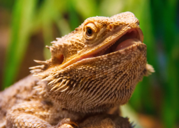 Can Bearded Dragons Eat Parsley Everyday