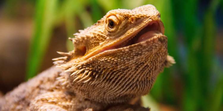 Can Bearded Dragons Eat Parsley Everyday