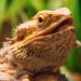 Can Bearded Dragons Eat Parsley Everyday