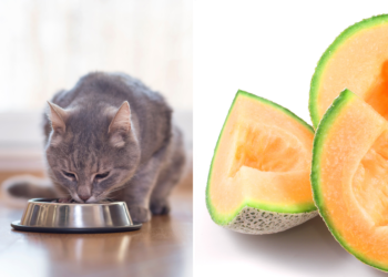 Can Cats Eat Cantaloupe
