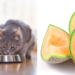 Can Cats Eat Cantaloupe