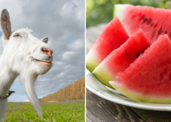 Can Goats Eat Watermelon and Cantaloupe