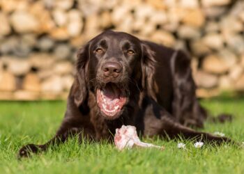Dog threw up yellow liquid and died