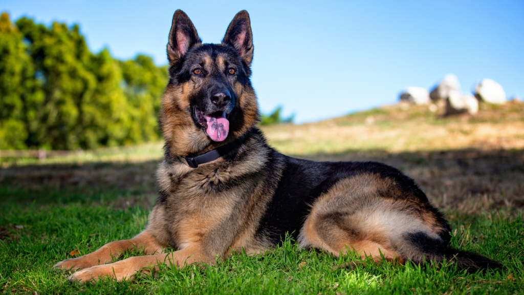 German Shepherd History