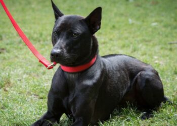 Phu Quoc Ridgeback Dog - Exploring The Rare Breed