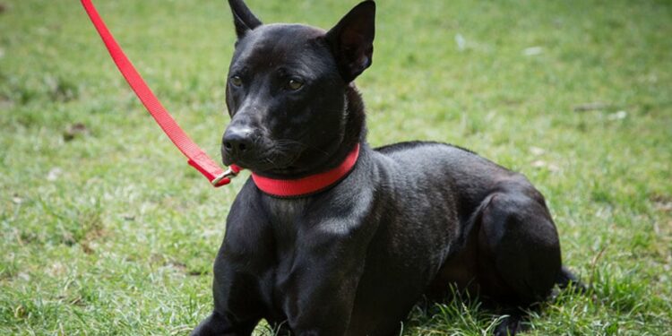 Phu Quoc Ridgeback Dog - Exploring The Rare Breed