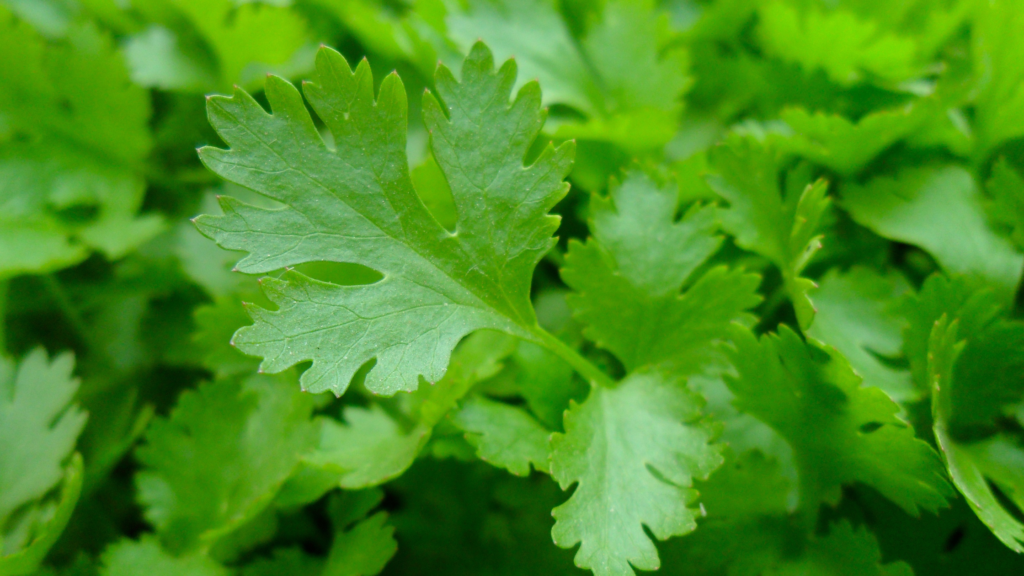 What is Parsley?