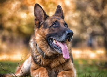 great pyrenees german shepherd mix