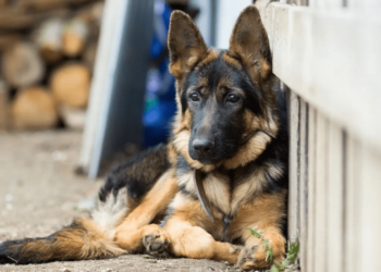 5 month old german shepherd