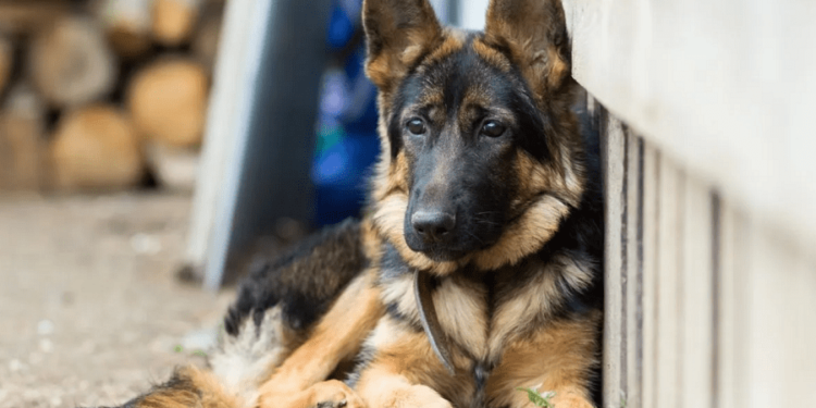 5 month old german shepherd