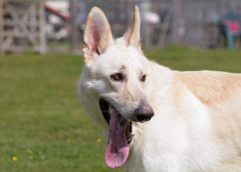 Blonde German Shepherd