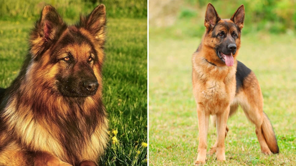 Short Haired Vs. Long-Haired German Shepherd: What’s The Difference?